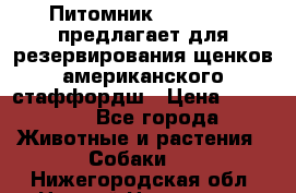 Питомник KURAT GRAD предлагает для резервирования щенков американского стаффордш › Цена ­ 25 000 - Все города Животные и растения » Собаки   . Нижегородская обл.,Нижний Новгород г.